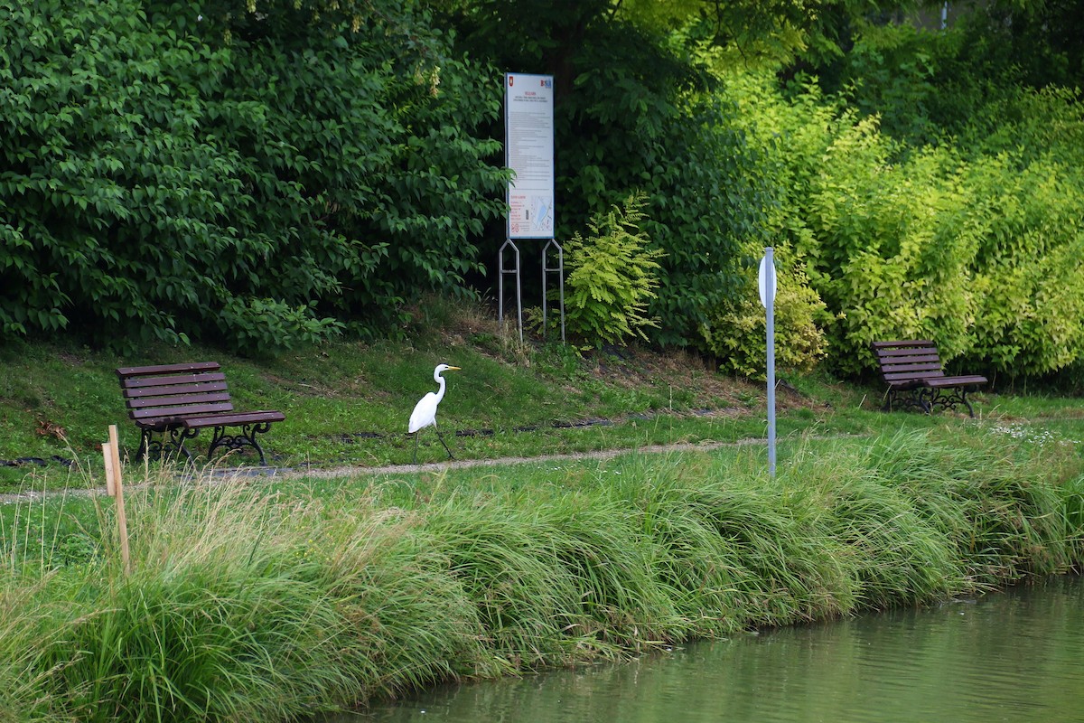 volavka bílá - ML639017078