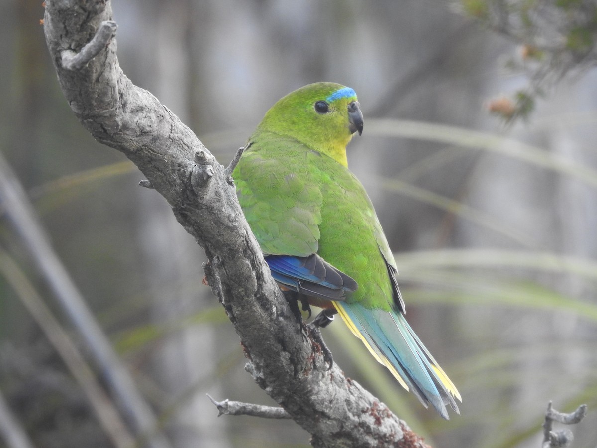 Orange-bellied Parrot - ML639017083