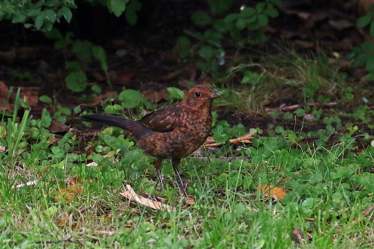 kos černý - ML639017100