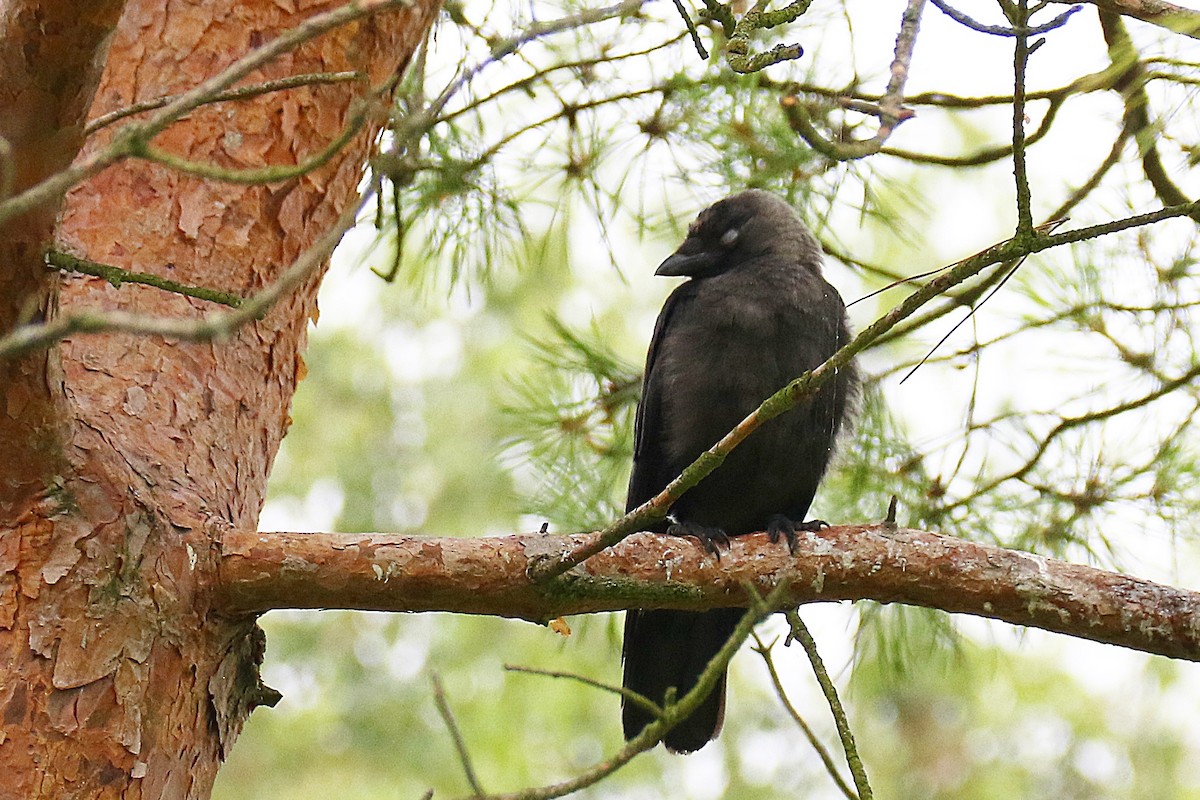 kavka obecná - ML639017103