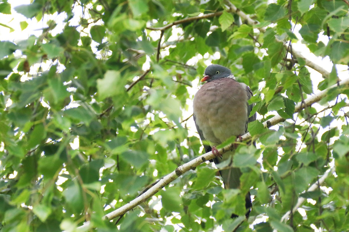 holub hřivnáč - ML639017104