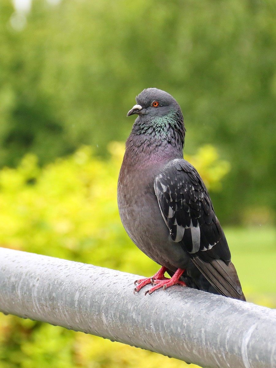 holub skalní (domácí) - ML639017105