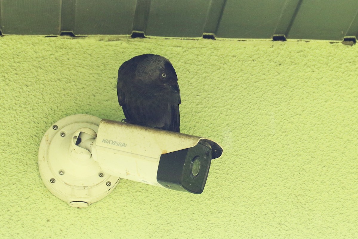 kavka obecná - ML639017107