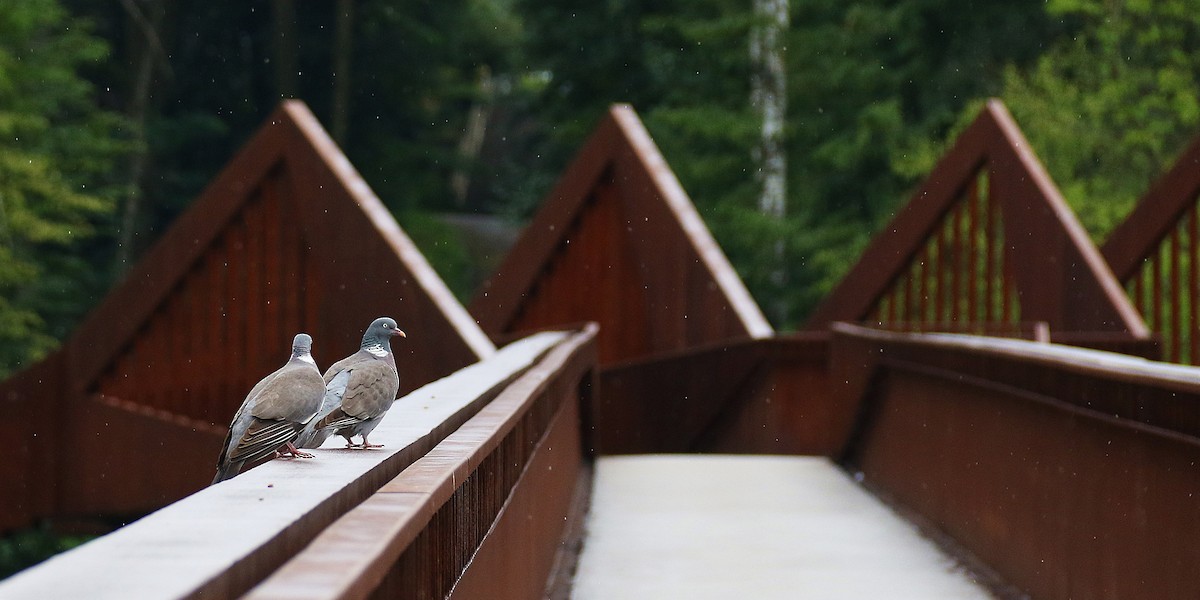 holub hřivnáč - ML639017108