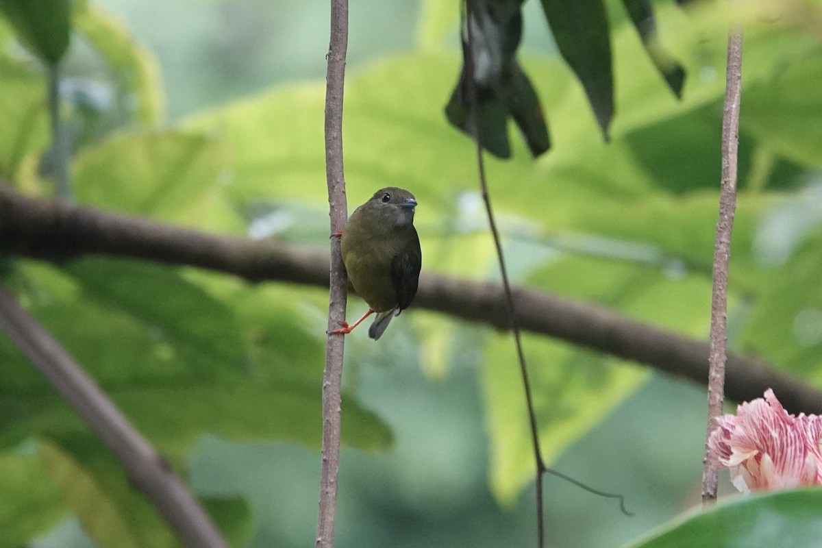 White-collared Manakin - ML639017174