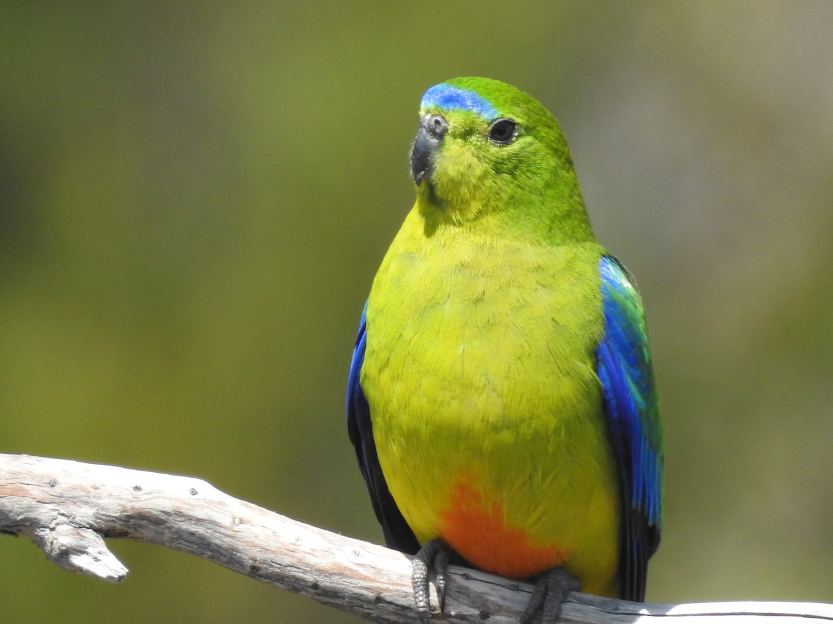 Orange-bellied Parrot - ML639017188