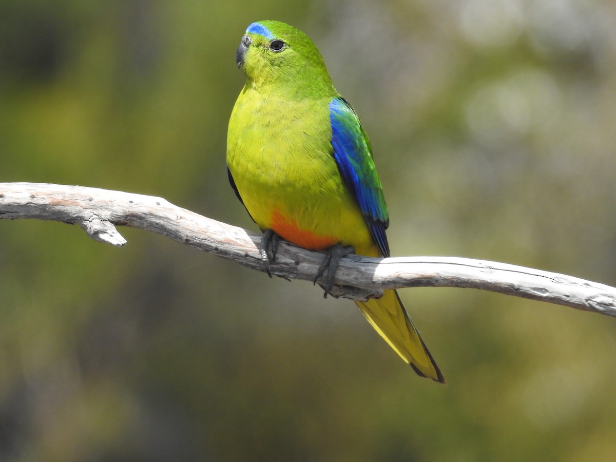 Orange-bellied Parrot - ML639017189