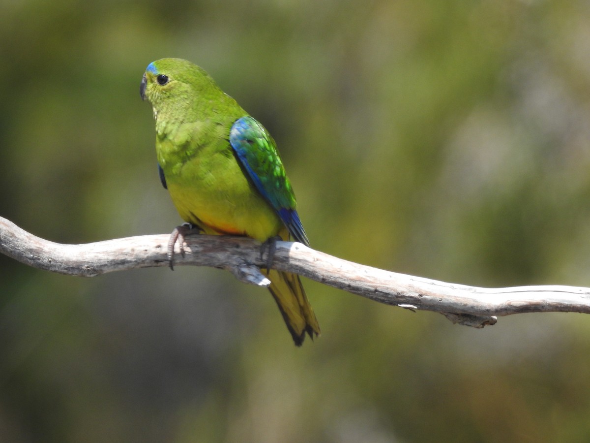 Orange-bellied Parrot - ML639017190