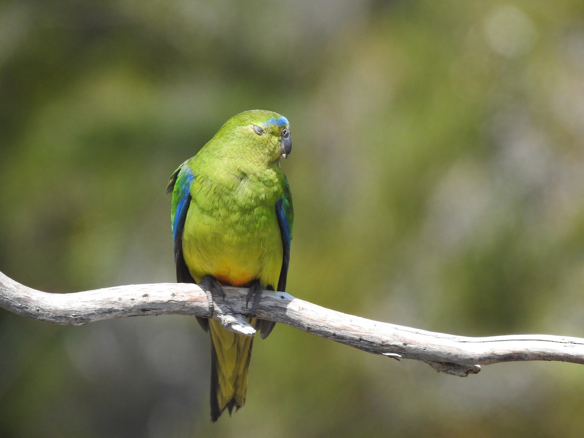 Orange-bellied Parrot - ML639017192
