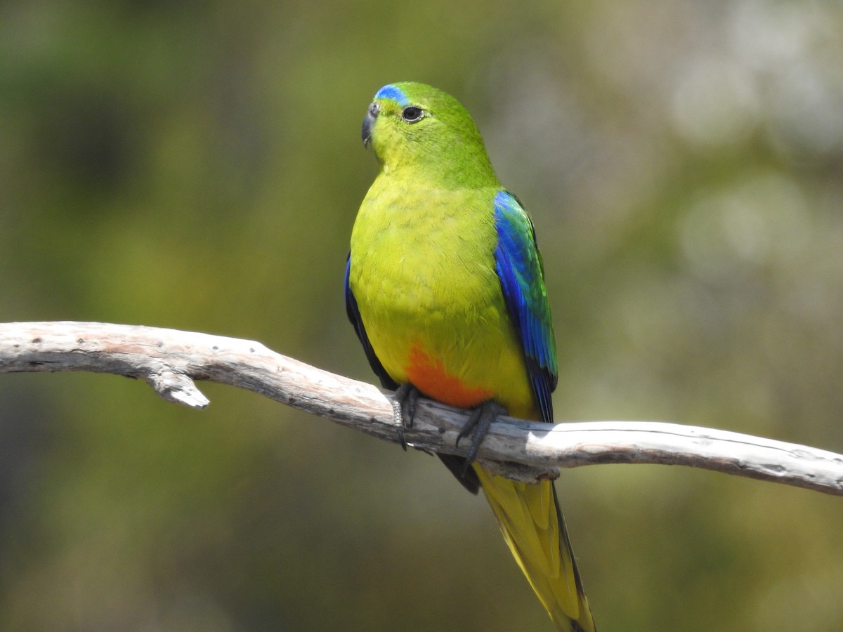 Orange-bellied Parrot - ML639017193
