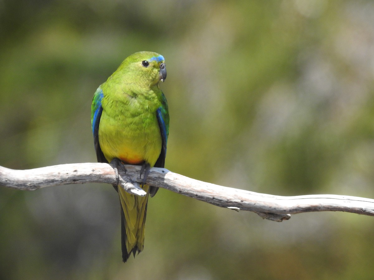 Orange-bellied Parrot - ML639017194