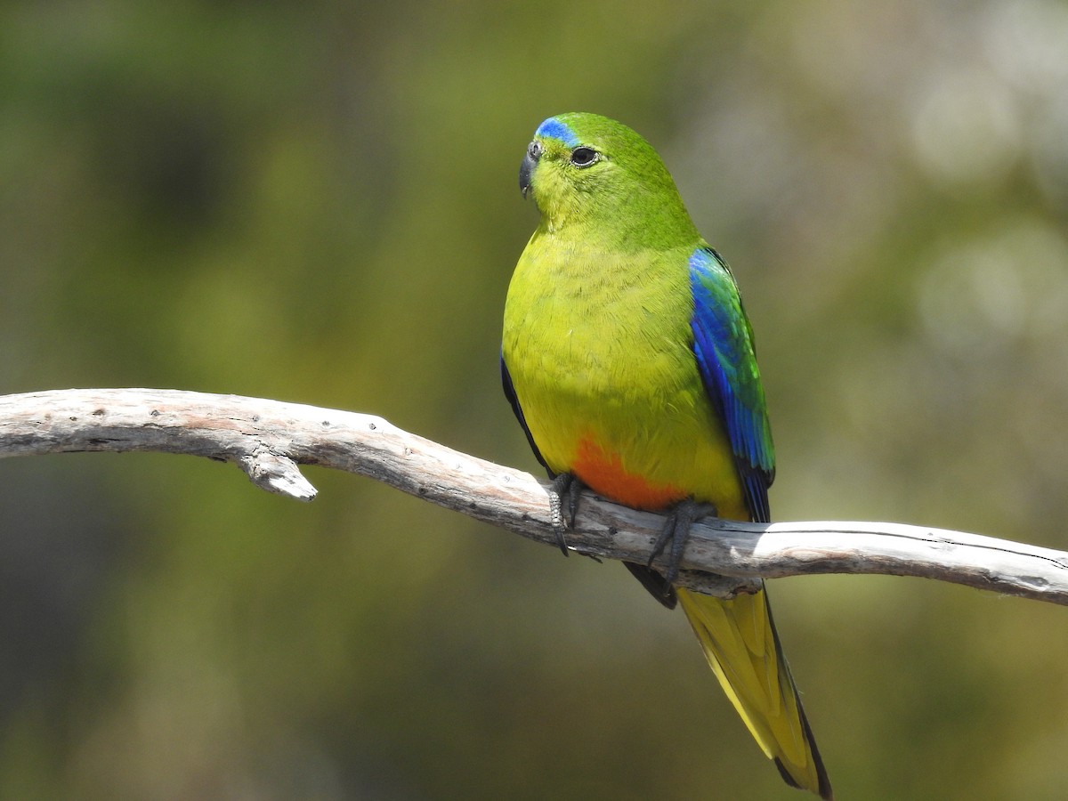 Orange-bellied Parrot - ML639017195