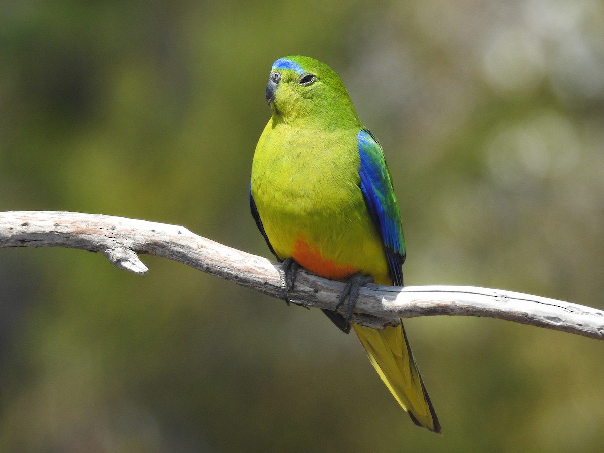 Orange-bellied Parrot - ML639017196