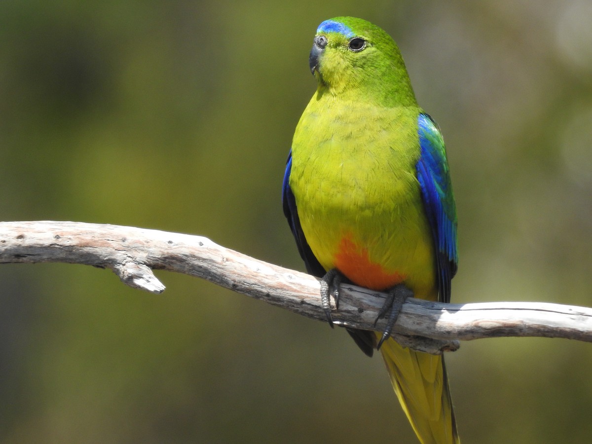 Orange-bellied Parrot - ML639017197
