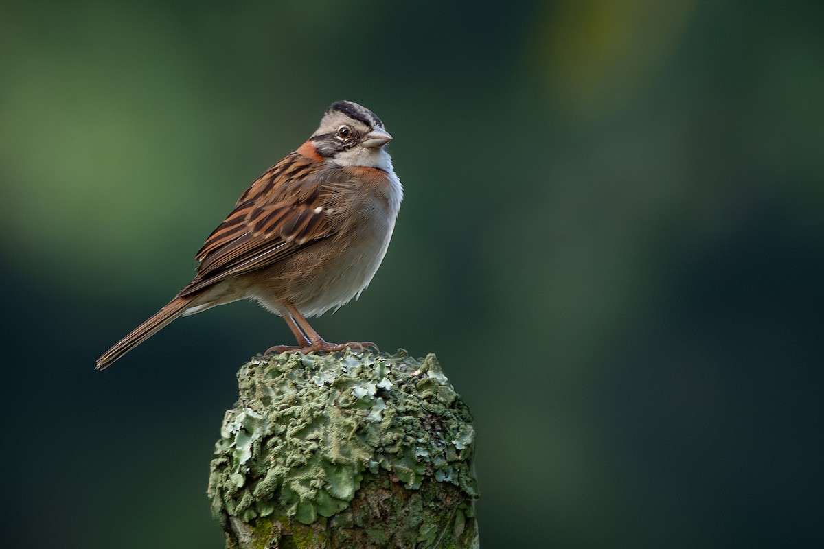 Rufous-collared Sparrow - ML639017207