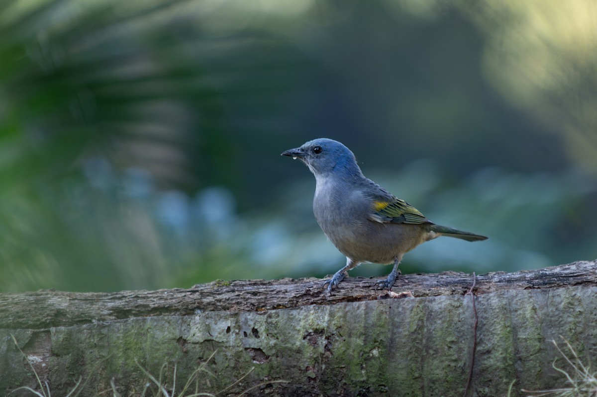 Golden-chevroned Tanager - ML639017235