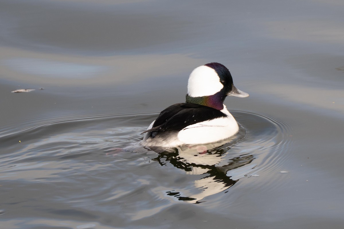 Bufflehead - ML639017243
