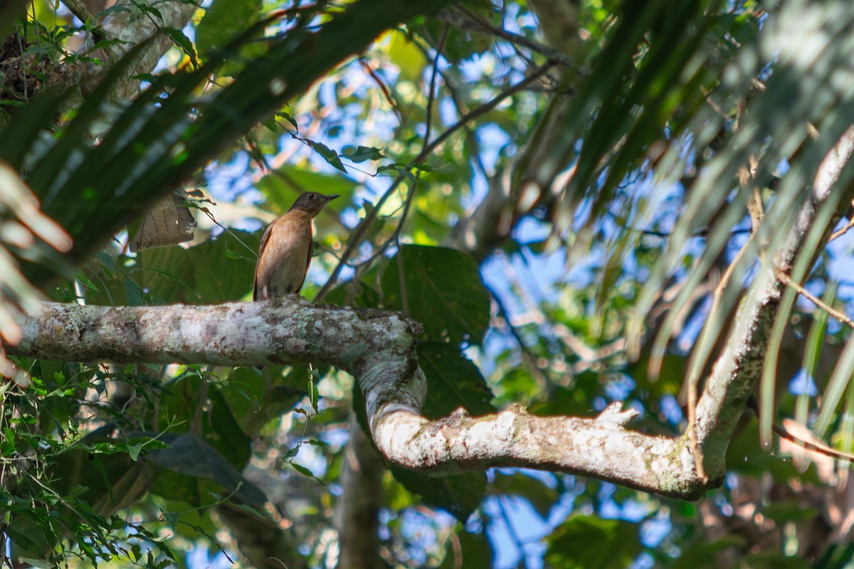 Yellow-legged Thrush - ML639017250