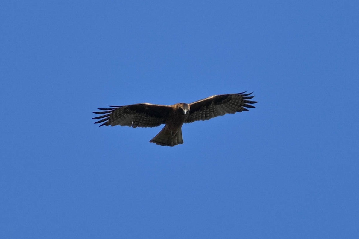 Little Eagle - ML639017254