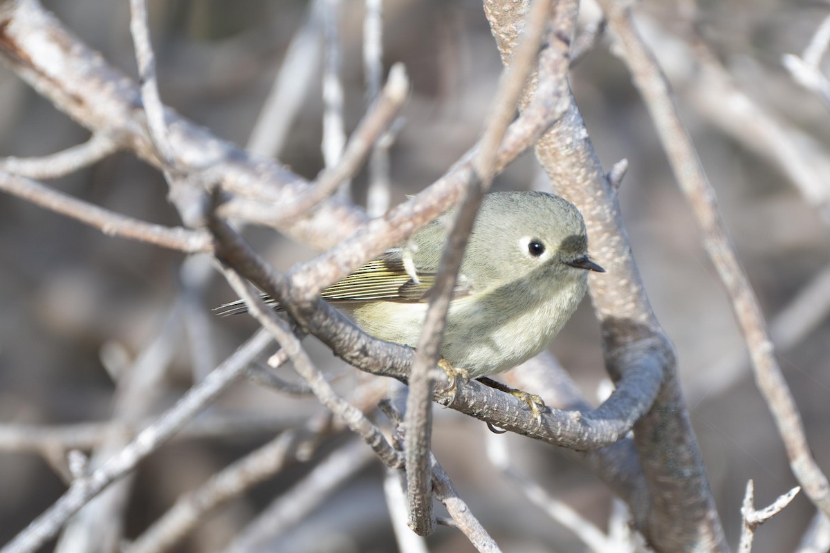Ruby-crowned Kinglet - ML639017263
