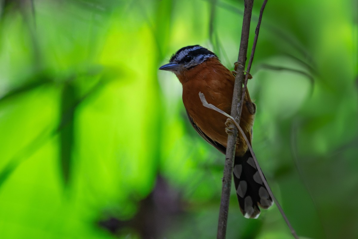 Ferruginous Antbird - ML639017271