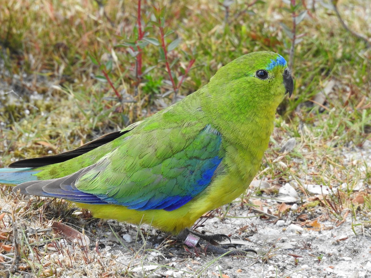Orange-bellied Parrot - ML639017278