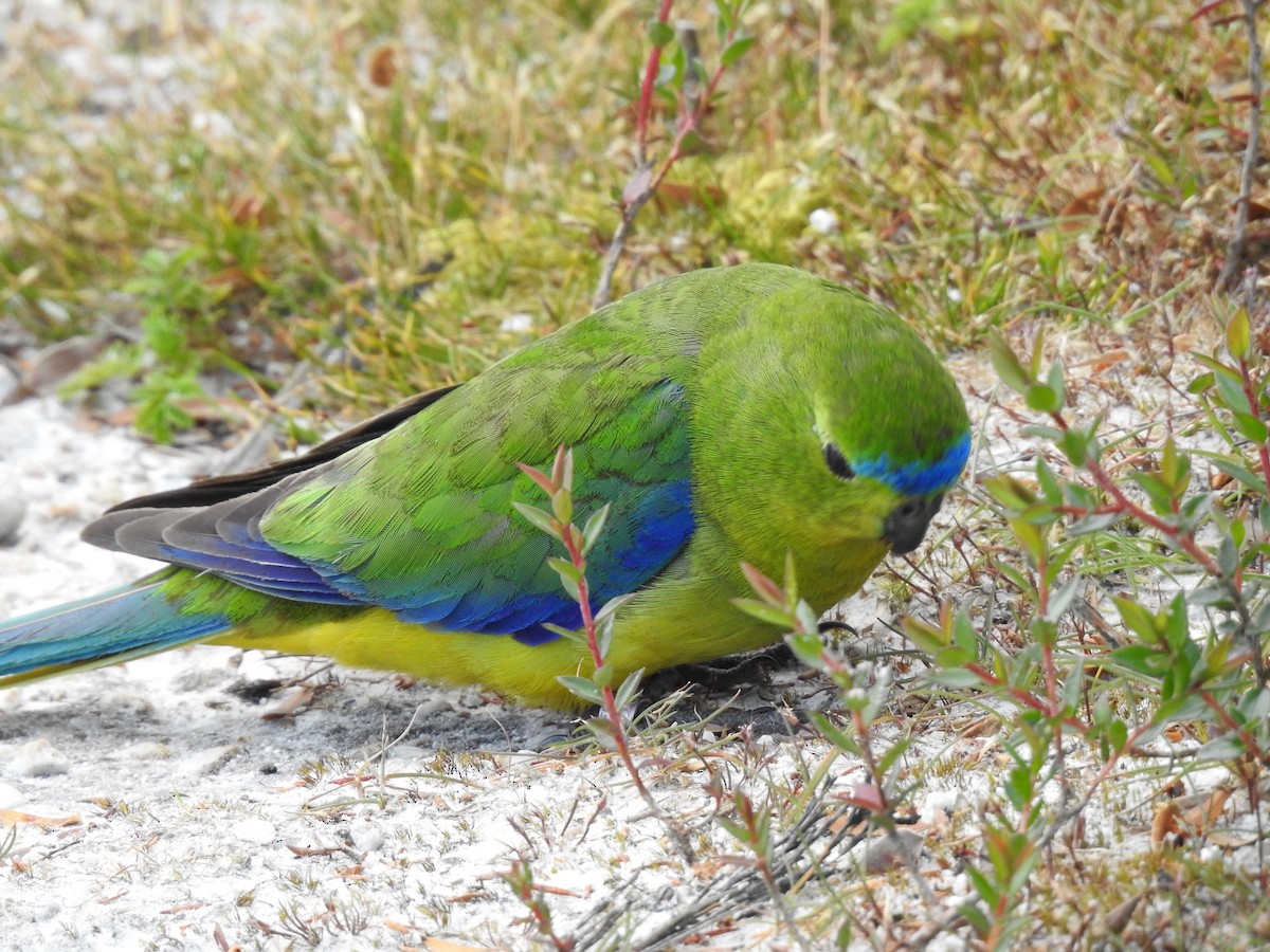 Orange-bellied Parrot - ML639017279