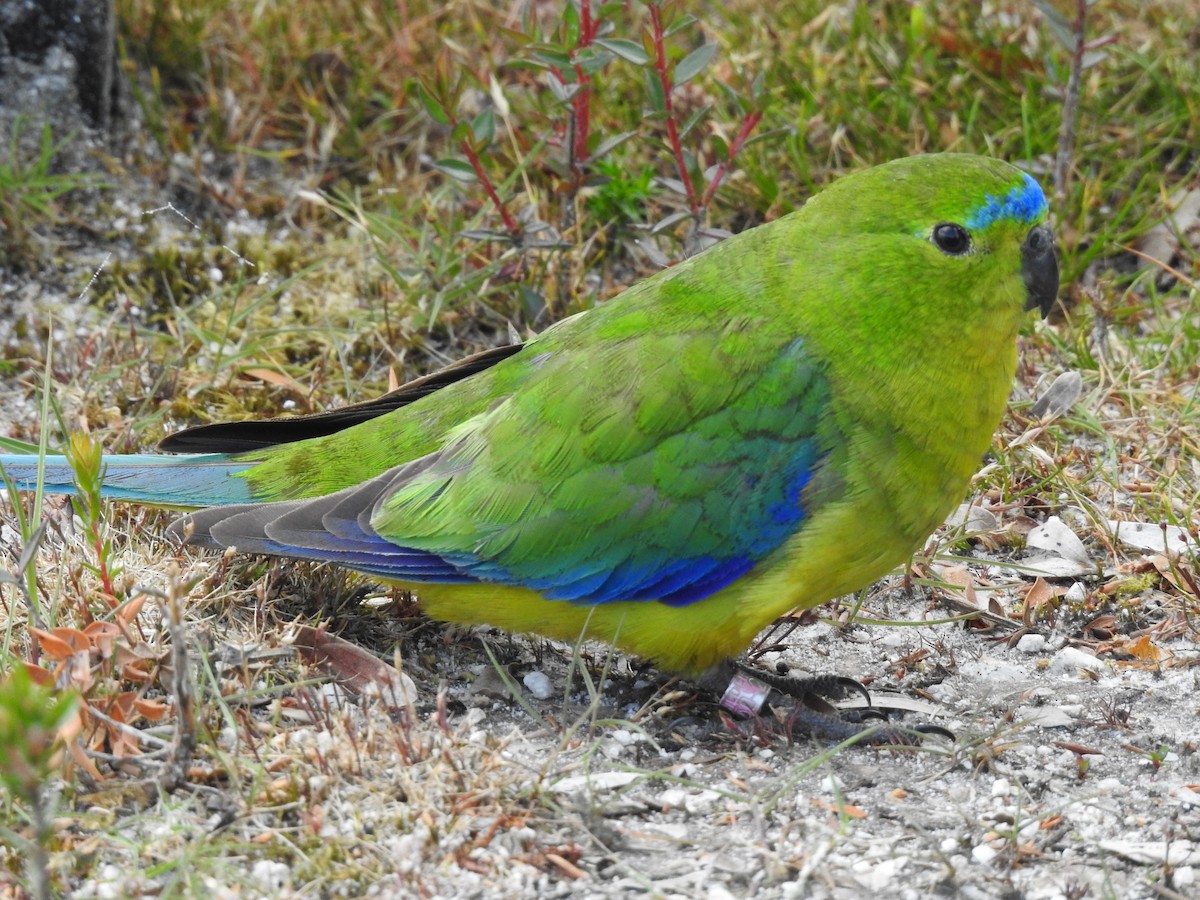 Orange-bellied Parrot - ML639017280