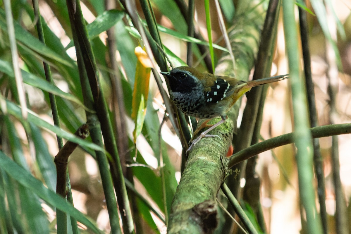 Squamate Antbird - ML639017282