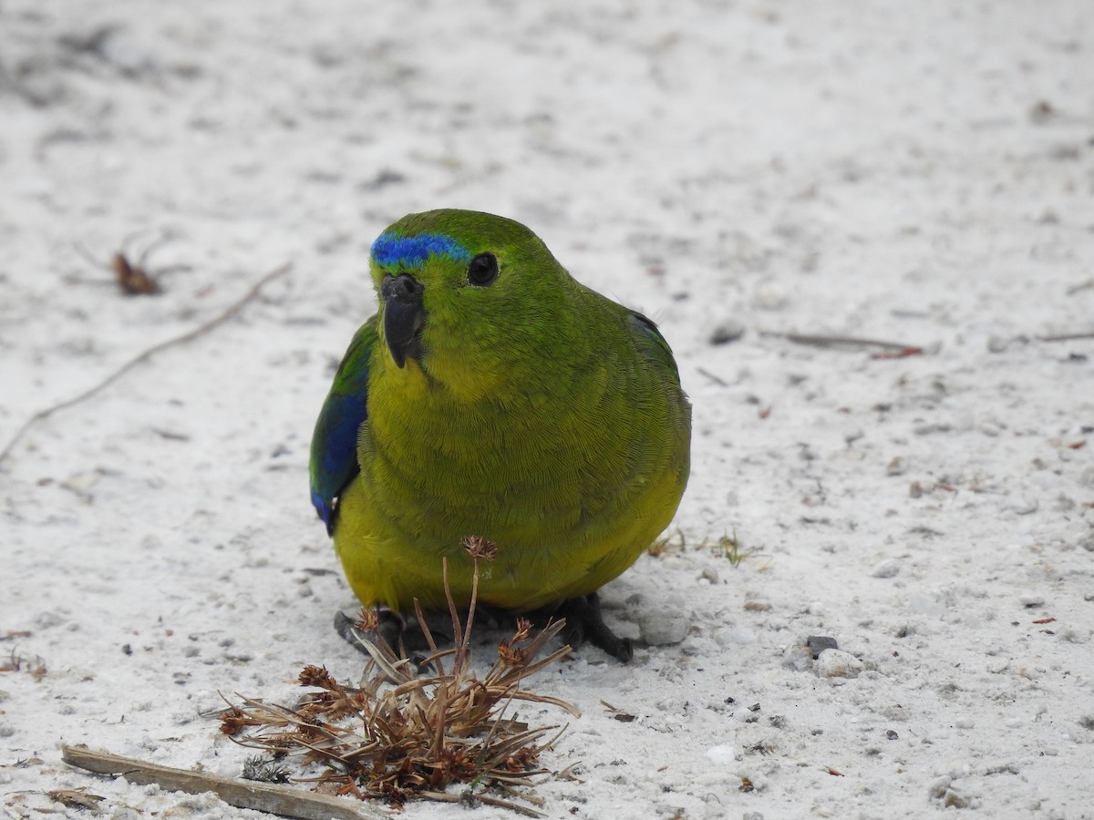 Orange-bellied Parrot - ML639017304