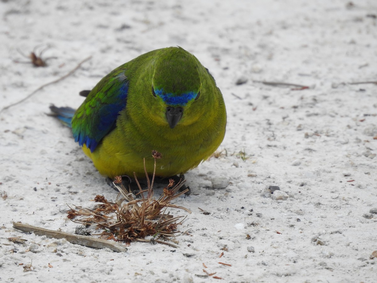 Orange-bellied Parrot - ML639017305