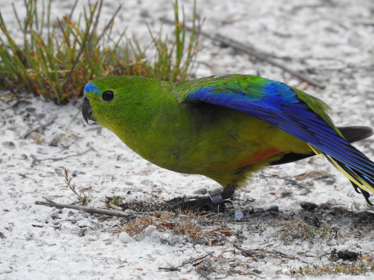 Orange-bellied Parrot - ML639017306