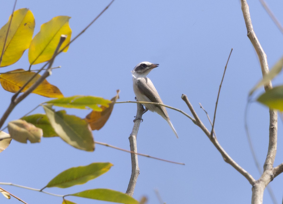Common Woodshrike - ML639017349