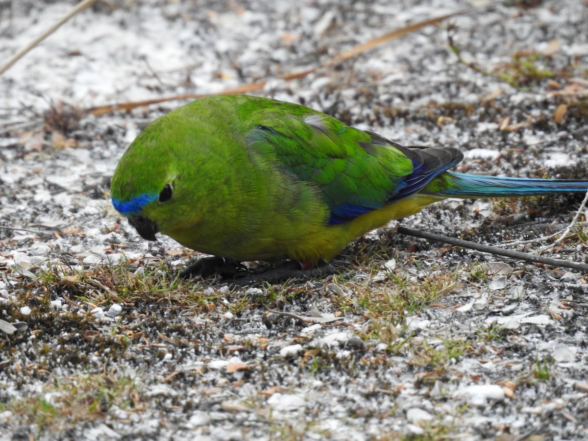 Orange-bellied Parrot - ML639017350
