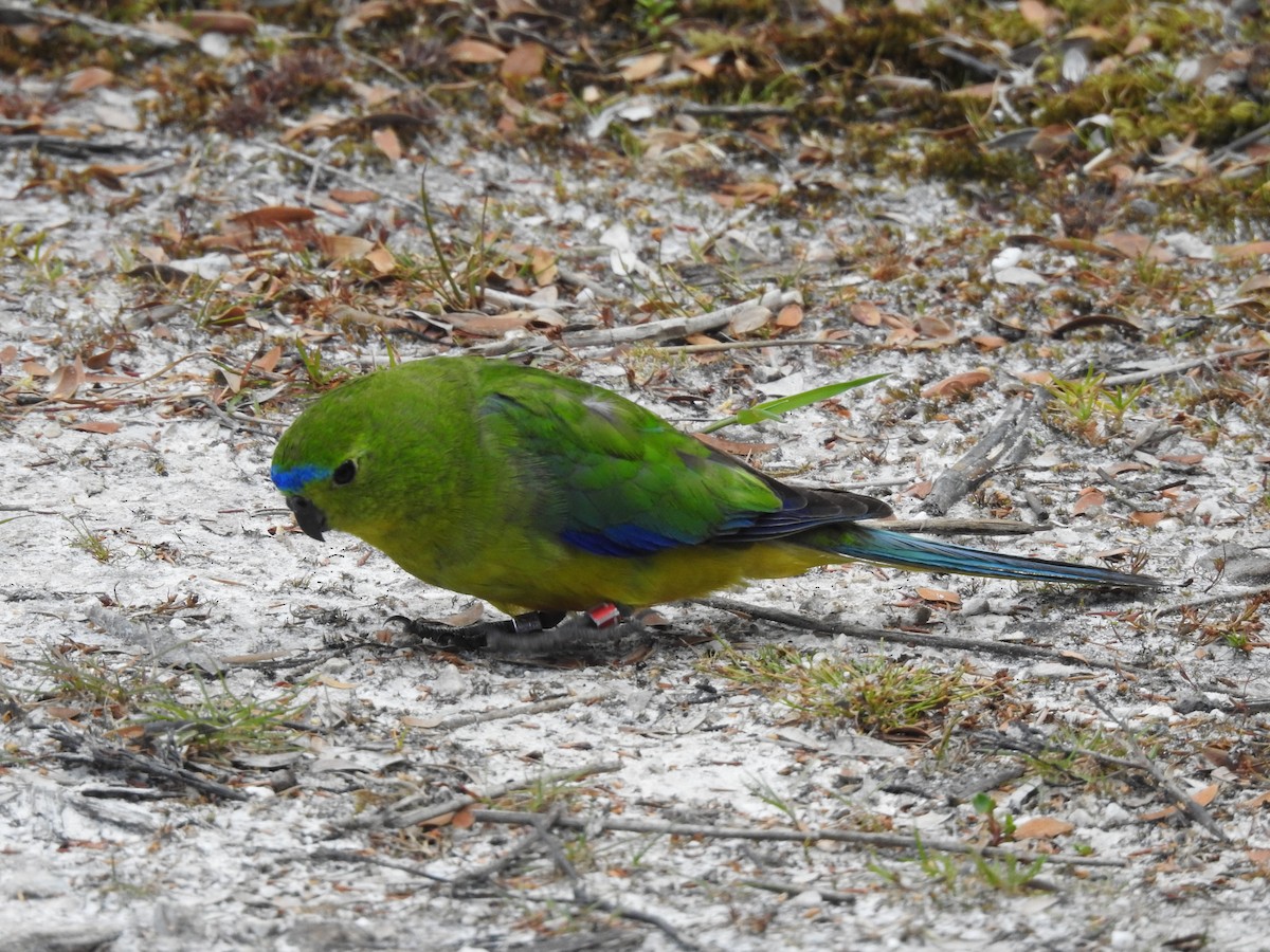Orange-bellied Parrot - ML639017351