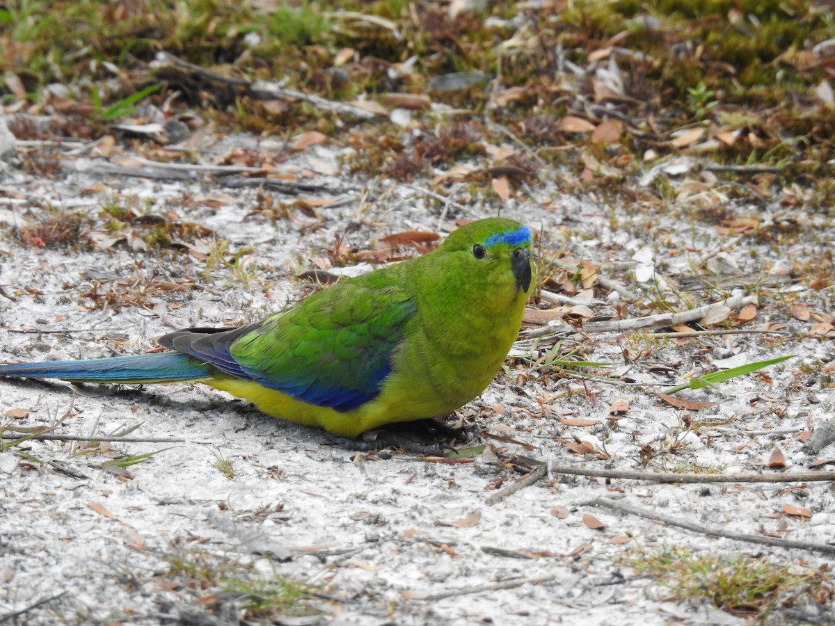Orange-bellied Parrot - ML639017352