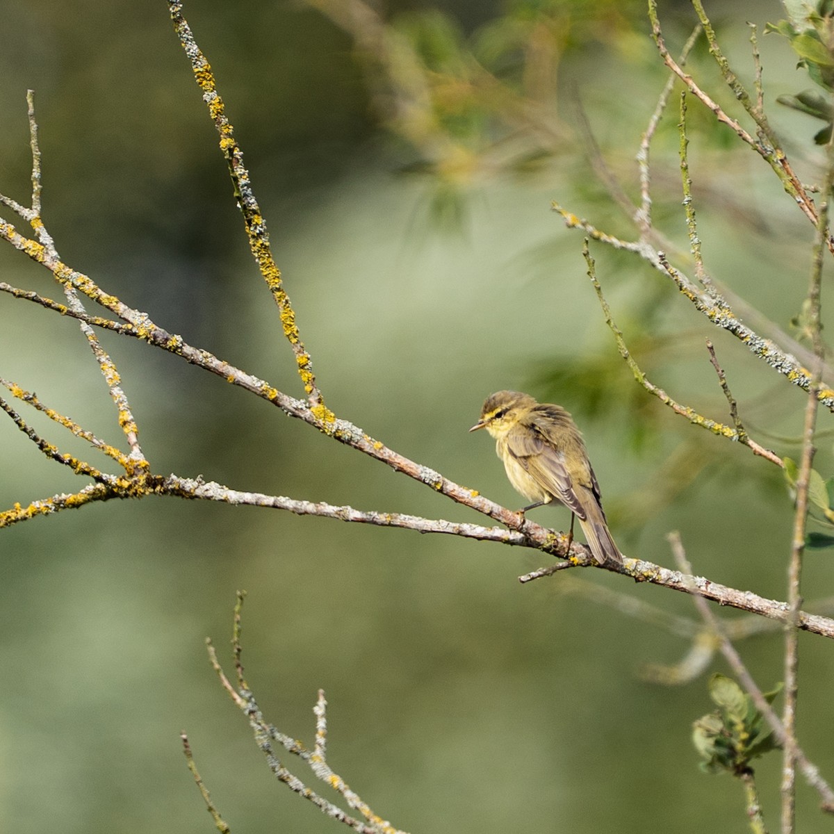 Урианхайн дууч шувуу - ML639017485