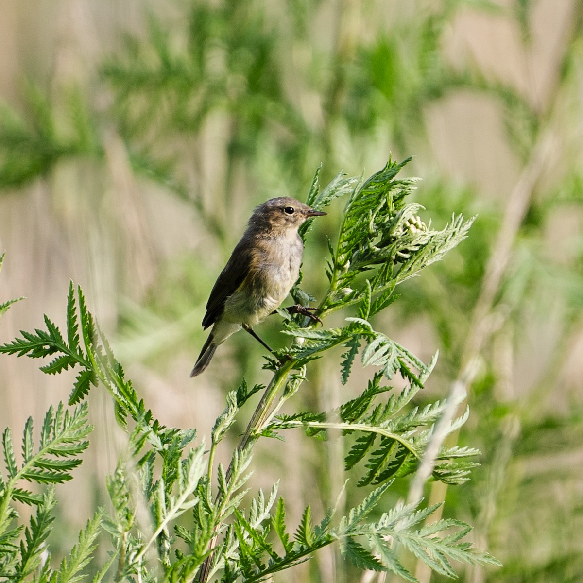 Урианхайн дууч шувуу - ML639017505