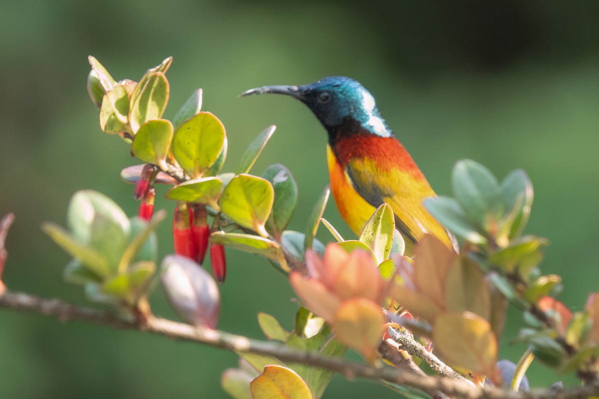 Green-tailed Sunbird (Doi Inthanon) - ML639017508