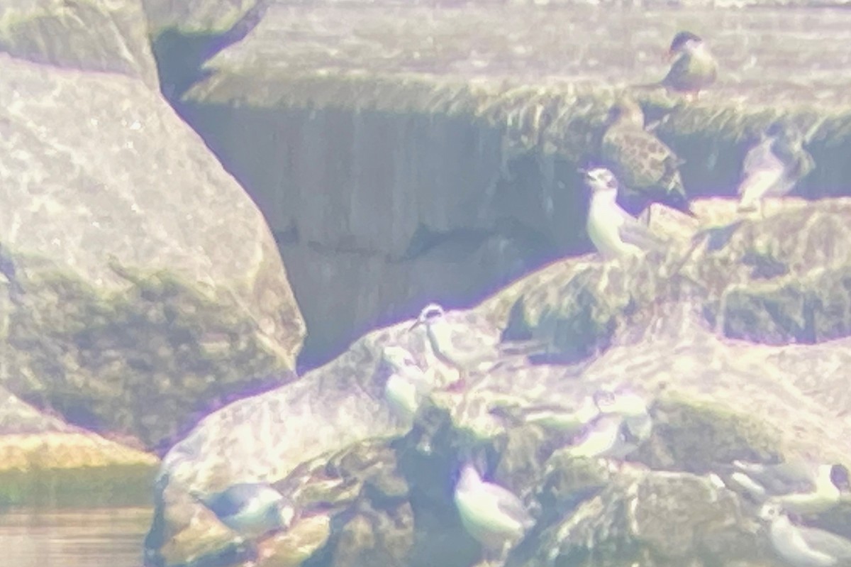 Forster's Tern - ML639017549