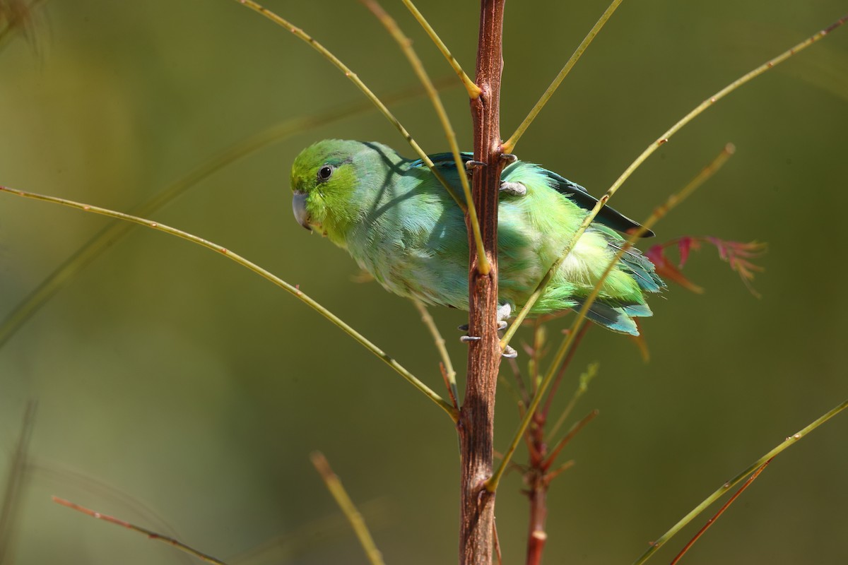 Mexican Parrotlet (Tres Marias Is.) - ML639017599