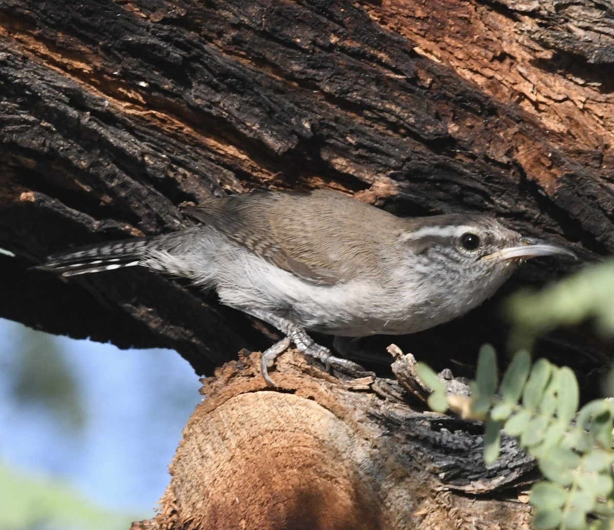 Bewick's Wren - ML639017644