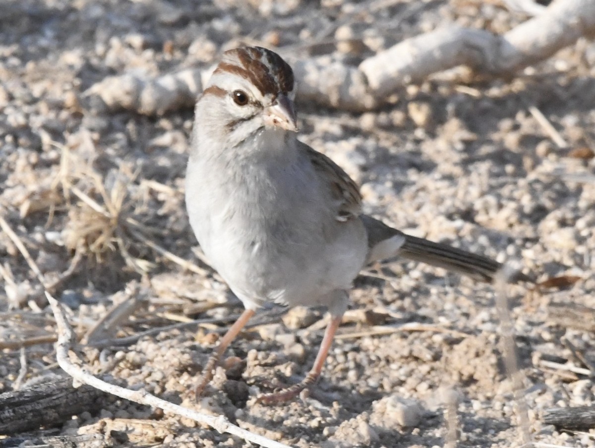 Rufous-winged Sparrow - ML639017645