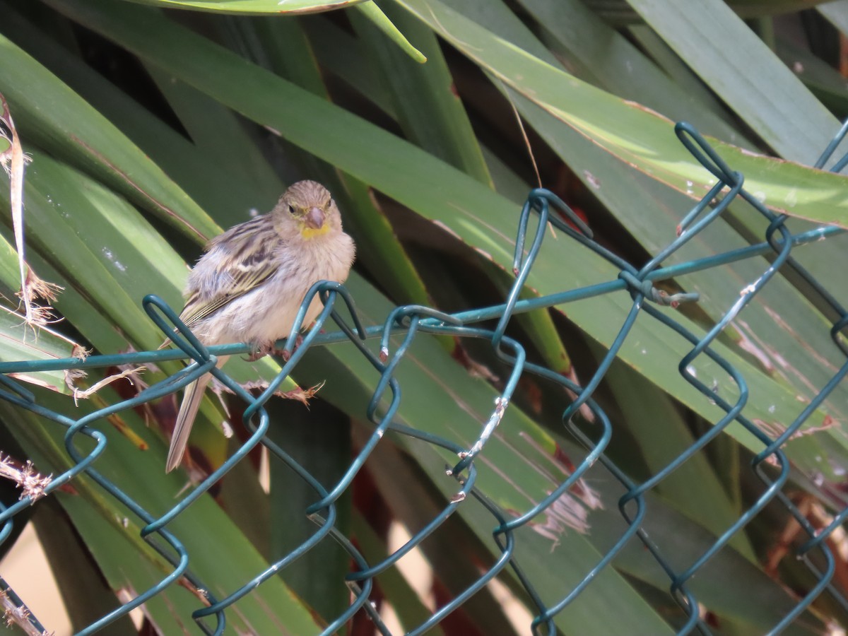 Island Canary - ML639017699