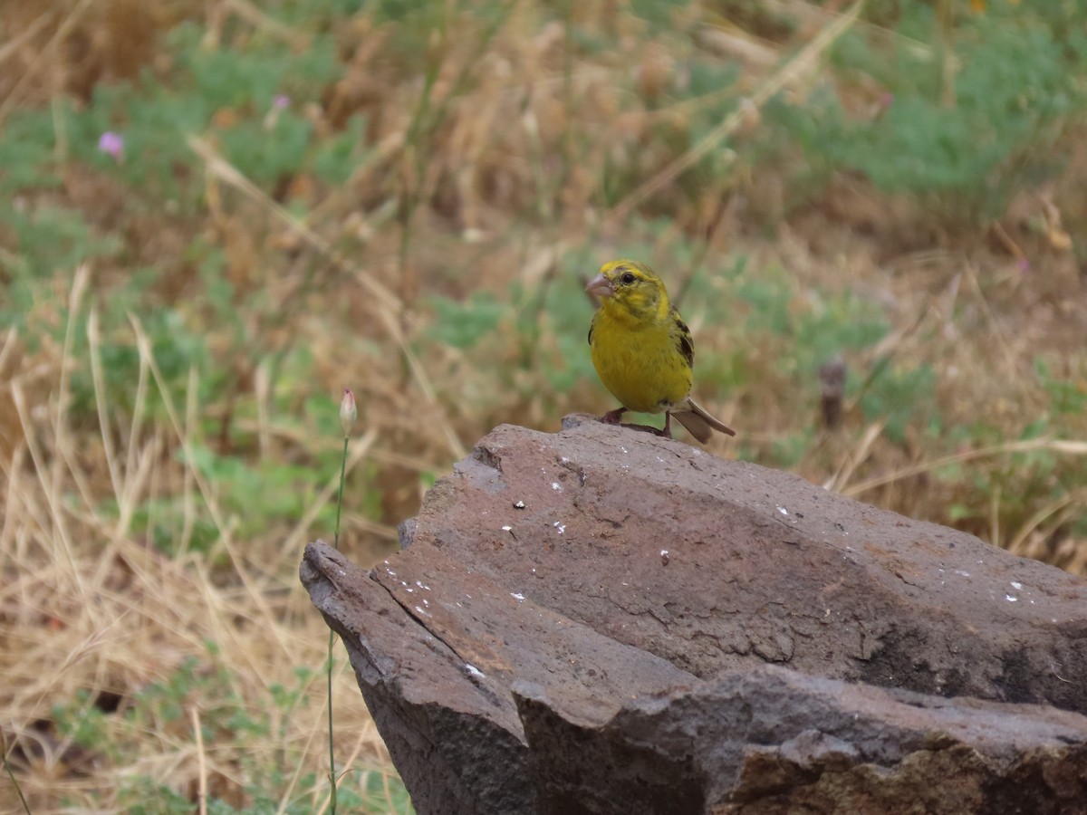 Island Canary - ML639017700