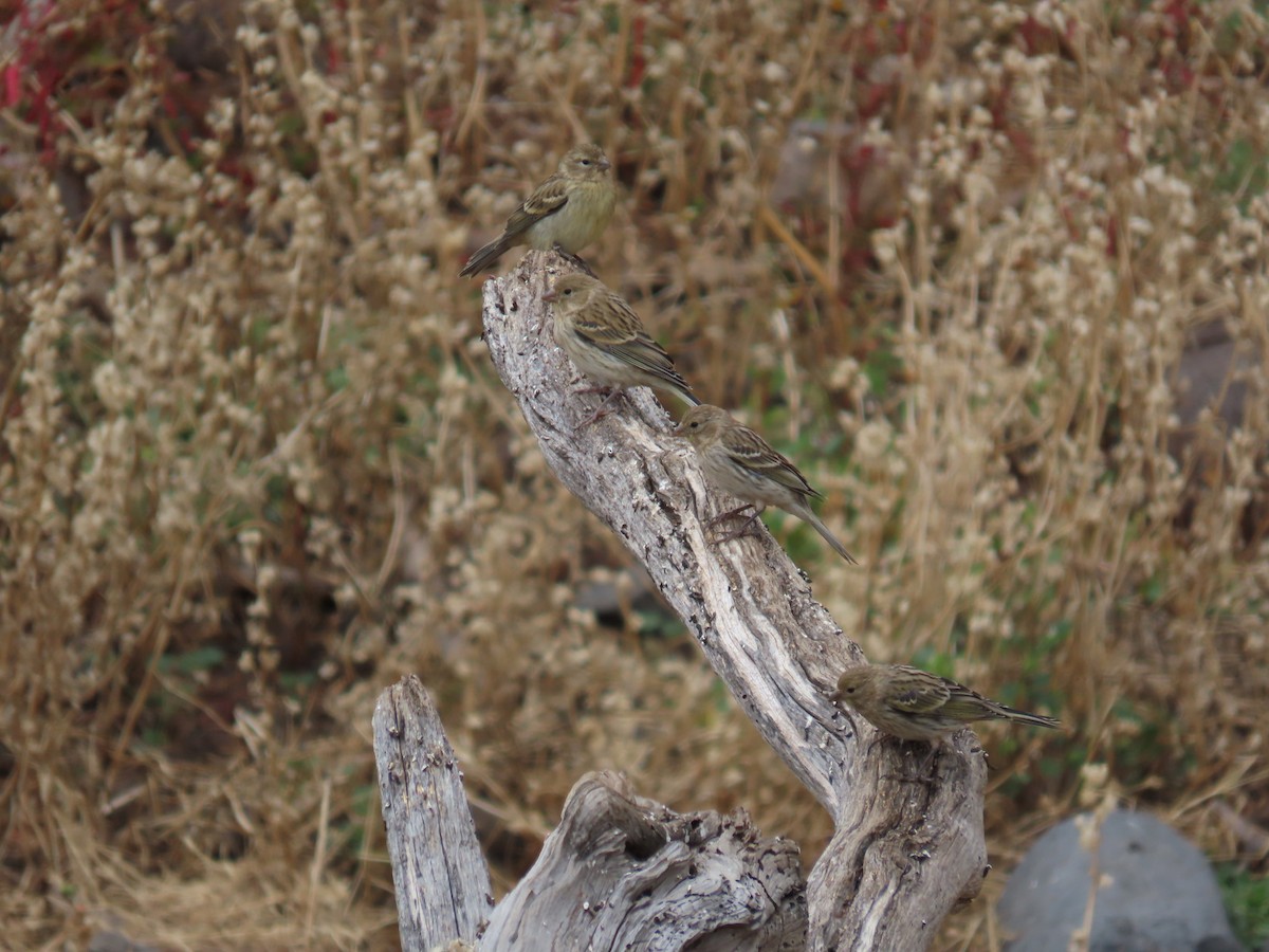 Island Canary - ML639017701