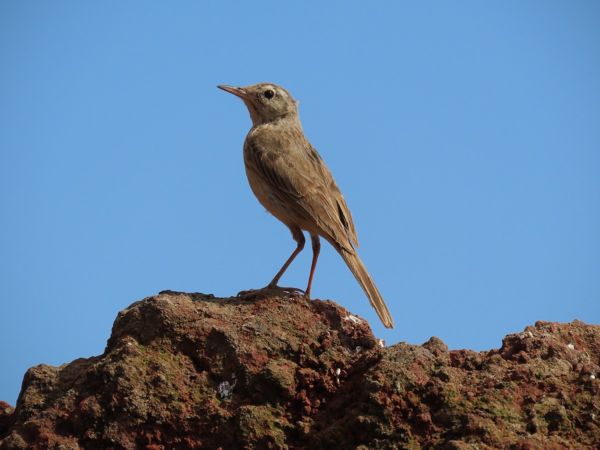 Pipit de Berthelot - ML639017717