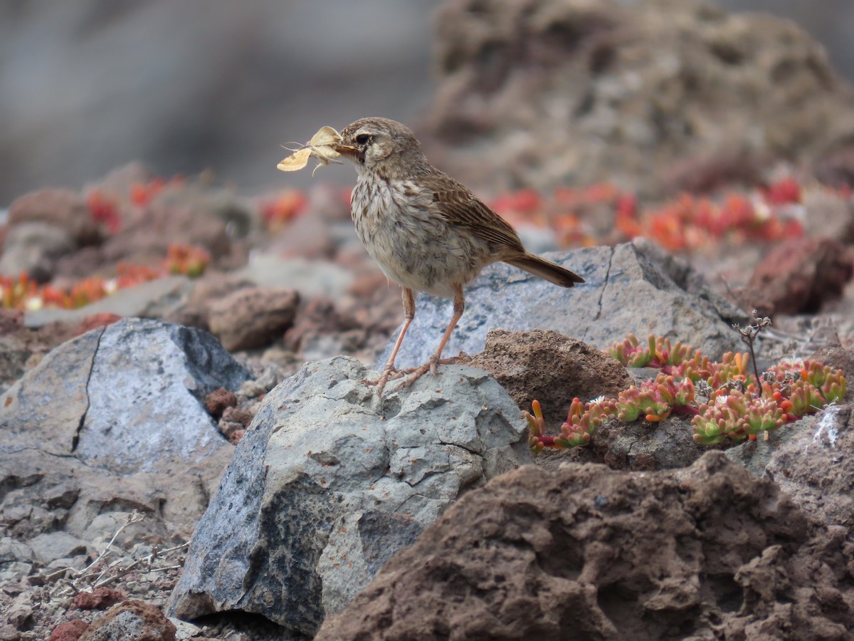 Pipit de Berthelot - ML639017718