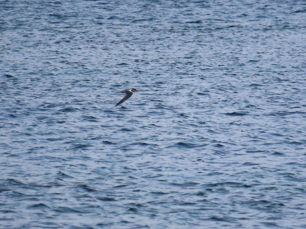 Эгэл хараалай - ML639017728