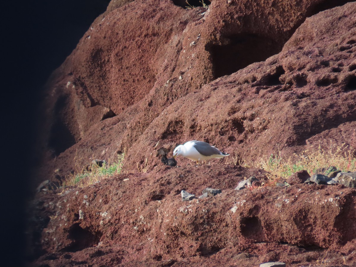 Yellow-legged Gull - ML639017732